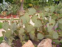 Opuntia Phaeacantha (var. Discata) (fam Cactacees) (Sud des USA) (01) (Photo F. Mrugala)
